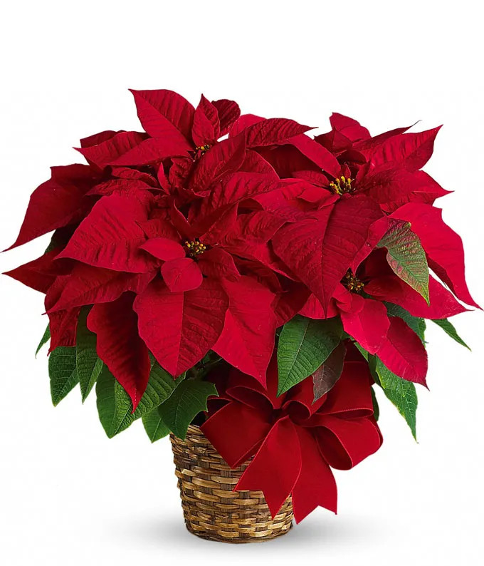 Red Poinsettia Click to learn more about the size options | From You Flowers