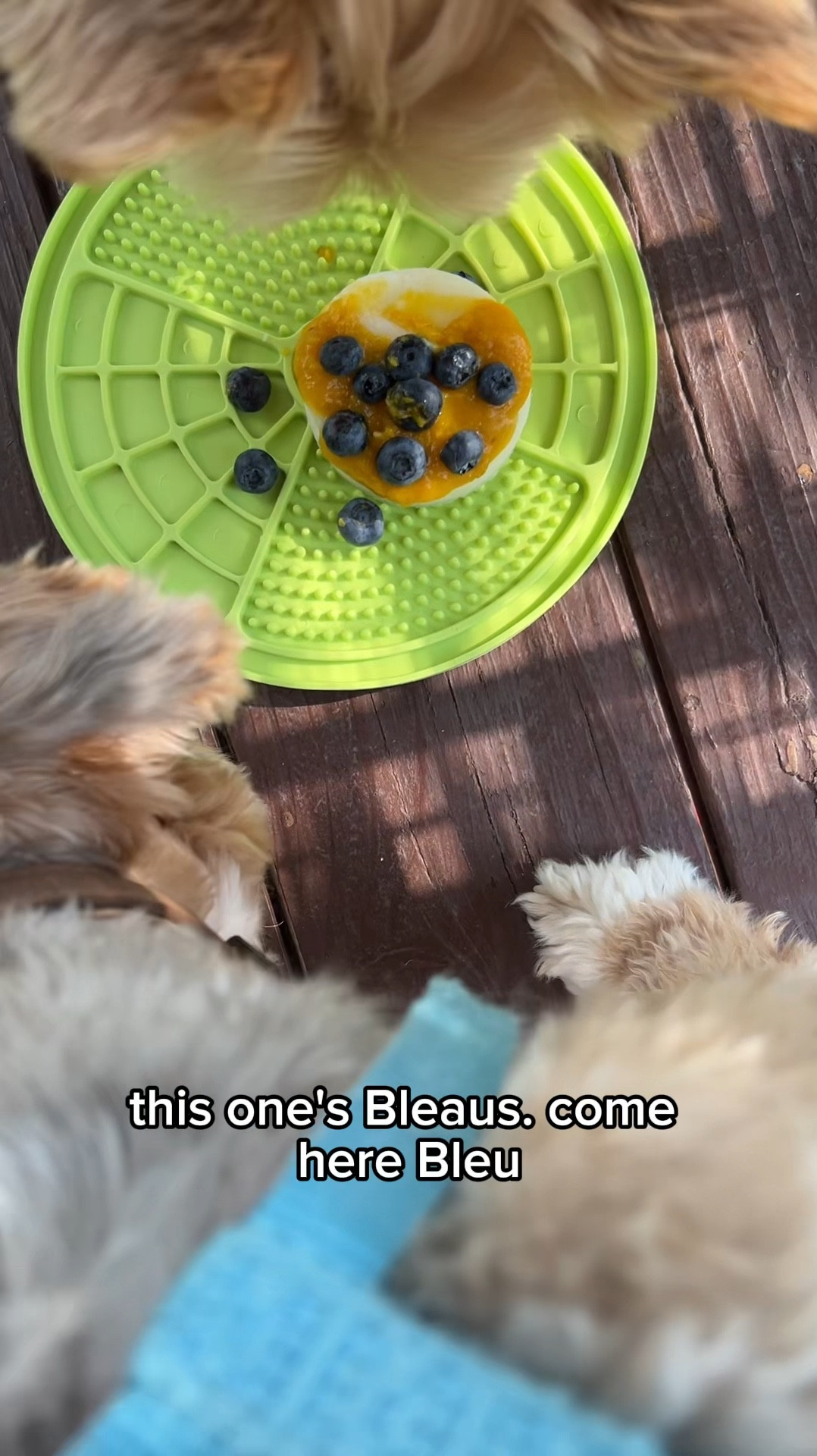 I love cooling off our dogs on these hot days while delivering the nutrients they need. I add their favorite fresh fruit and pumpkin additive. 
When I went to reorder today, there’s a special on the 2nd box! 25% off. 
Benefits: Low Fat Yogurt Frozen
Digestive & Immune Support
Billions of Probiotics per cup, Grain Free, Gluten Free, Natural, No Additives or Preservatives, High in Protein
Vet Recommended

#LTKFamily #LTKVideo #LTKSaleAlert