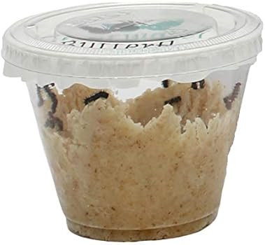 5 Live Caterpillars to Grow Painted Lady Butterflies Kit w/ Butterfly Cage - Ready to Ship Now | Amazon (US)