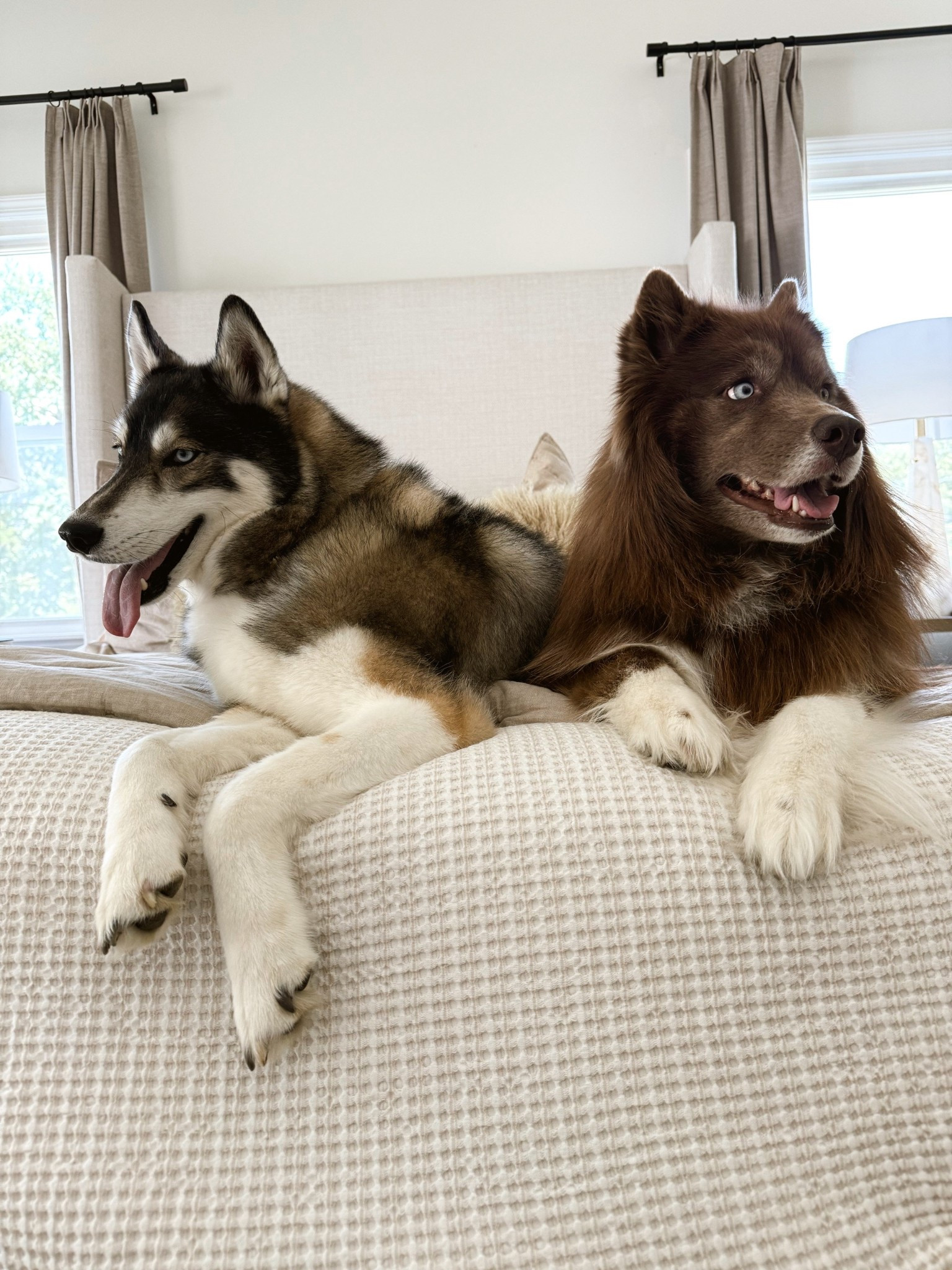 What I groom my dogs with 🐶

#LTKFindsUnder100 #LTKPets #LTKHome