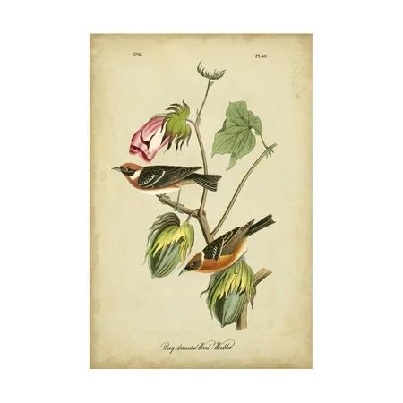 Audubon Bay Breasted Warbler Print Wall Art By John James Audubon | Walmart (US)
