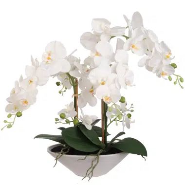 Orchid Floral Arrangement in Vase | Wayfair North America