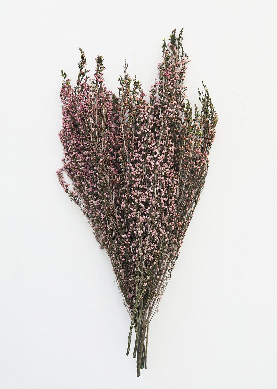 Naturally Preserved Heather Flowers in Pink - 15-20" | Afloral (US)