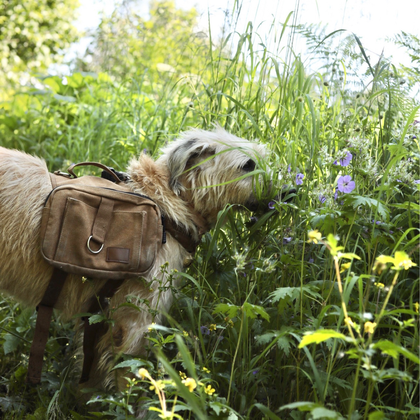 If you’re looking for a pack for your dog… love this one! 

#LTKtravel #LTKSeasonal #LTKGiftGuide