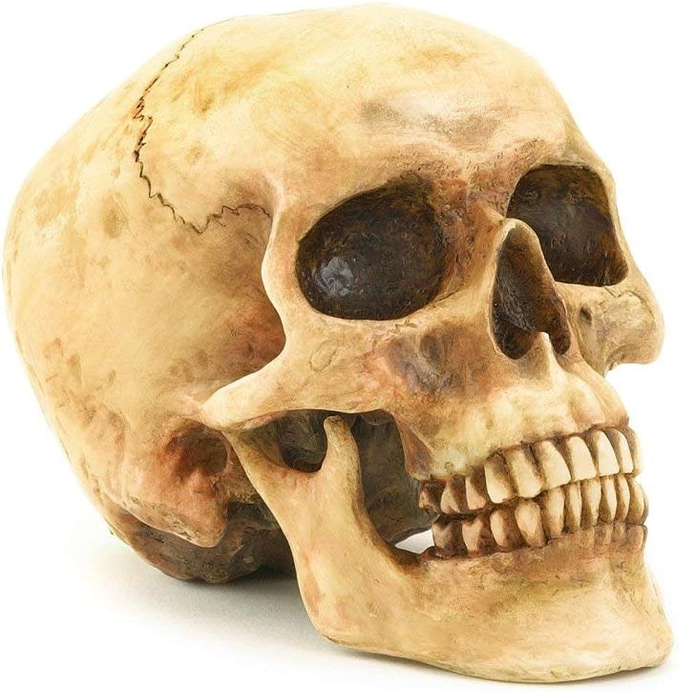 Grinning Highly Realistic Replica Human Skull Statue Home Décor 6.5x4.25x4.6" | Amazon (US)