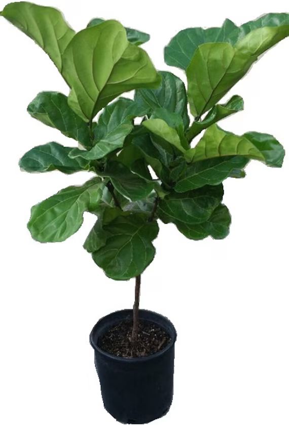 Ficus Lyrata Tree Plant in 12" Pot - Also Called Fiddle Leaf Fig or Pandurata - About 48" tall - Nic | Etsy (US)