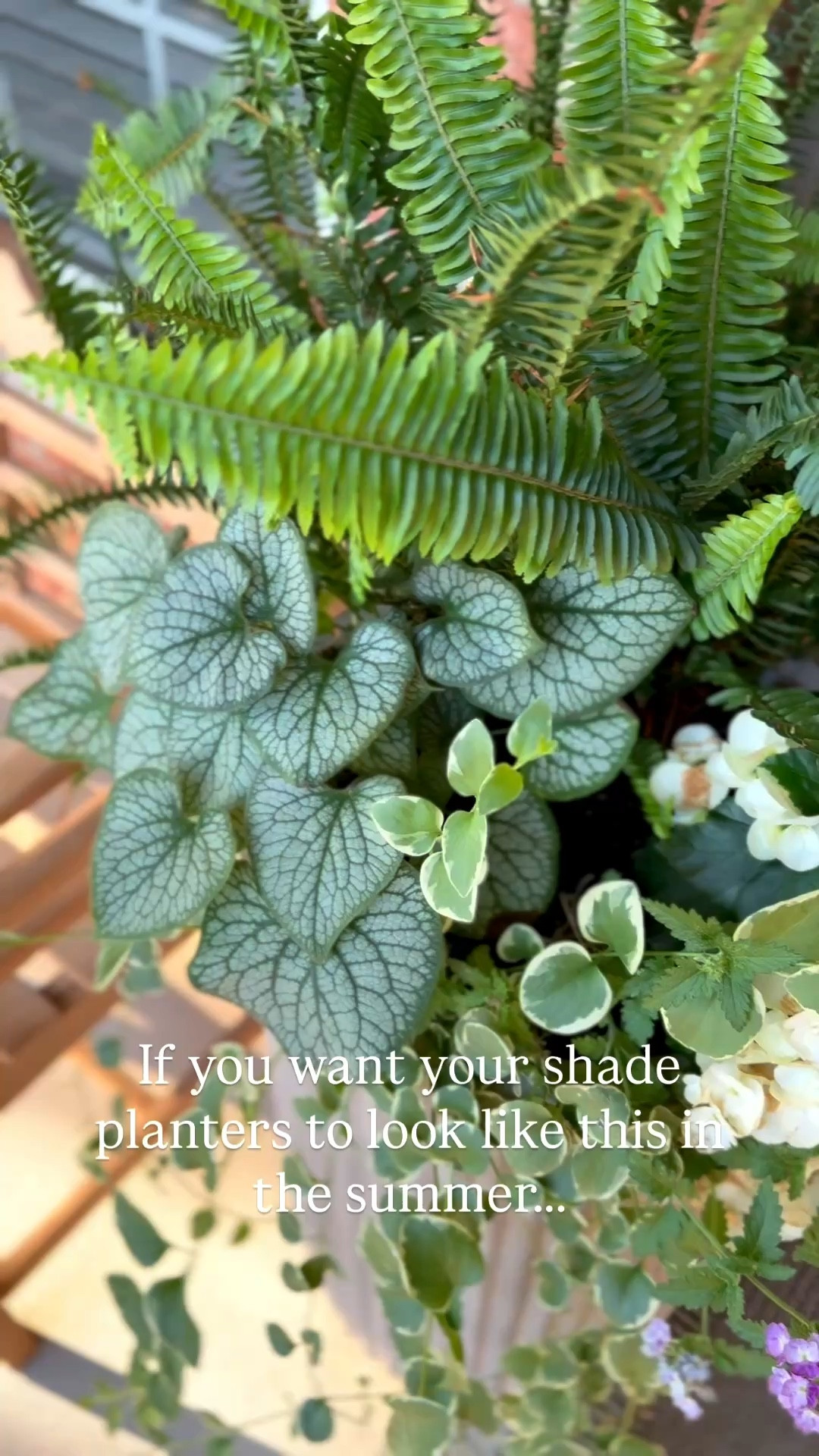 Sale on my porch planters! 

My porch gets limited sun in the morning and full shade the rest of the day. 

🪴The plants I used...
Kimberly queen fern💚
White begonias🤍
Purple trailing lantana💜
Hydrangea🤍
Jack Frost Heartleaf Brunnera💚
Vinca Vine Variegated💚

#LTKSaleAlert #LTKHome #LTKSeasonal