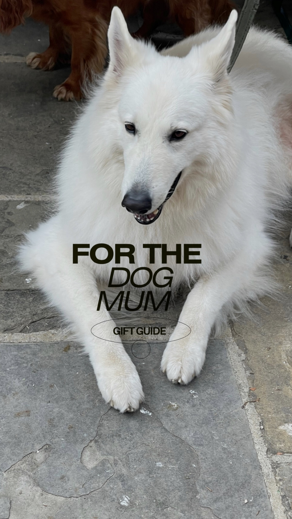 Gift guide for dog parents 

#LTKGiftGuide #LTKSeasonal #LTKCyberWeek