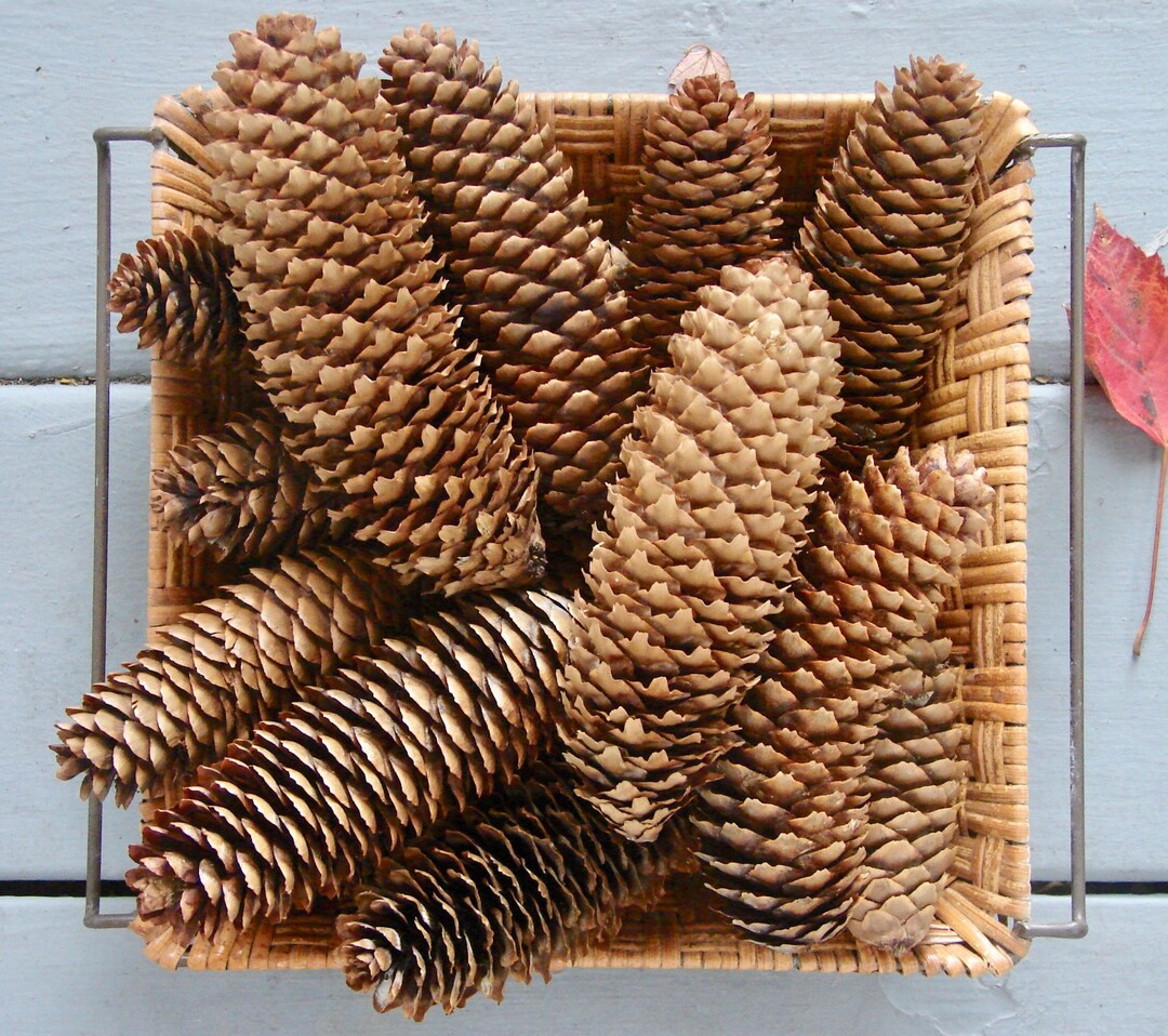 10 Large Hand Picked New England Norway Spruce Pine Cones 3-5"± - Etsy | Etsy (US)