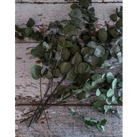 Preserved Eucalyptus Stems For Vase Or Arrangement. Best Quality, Florist Grade, Long Lasting. Long  | Etsy (UK)