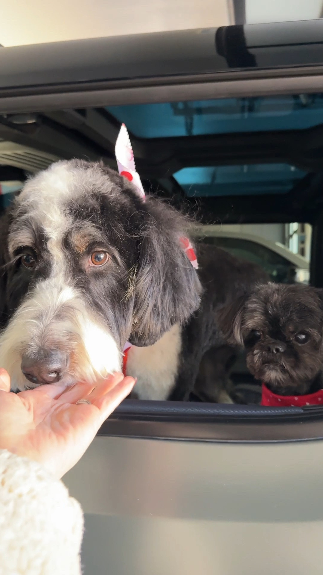Back from the groomers and looking so cute! Linking some of the dog essentials we use daily.

#LTKmomlife #LTKdayinmylife #LTKHome