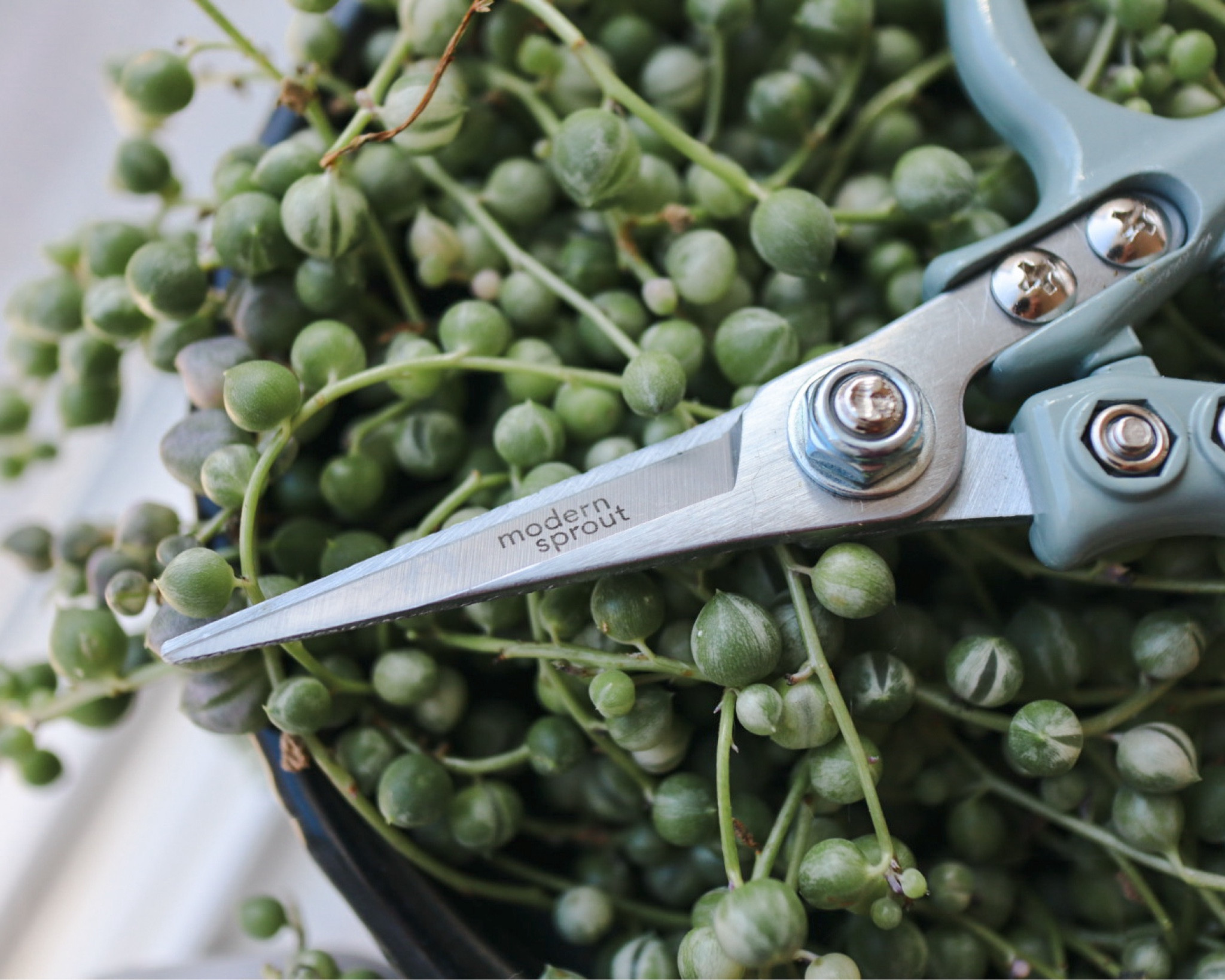 New pruning shears from Modern Sprout 🌱 #plants #gardening 

#LTKSeasonal #LTKGiftGuide #LTKhome