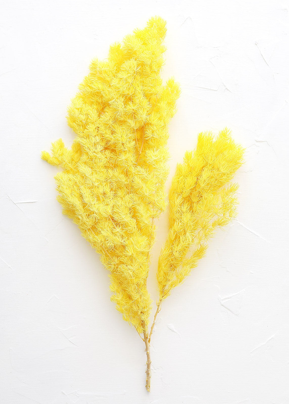 Bright Yellow Preserved Ming Fern Bundle - 16-22" Tall | Afloral (US)