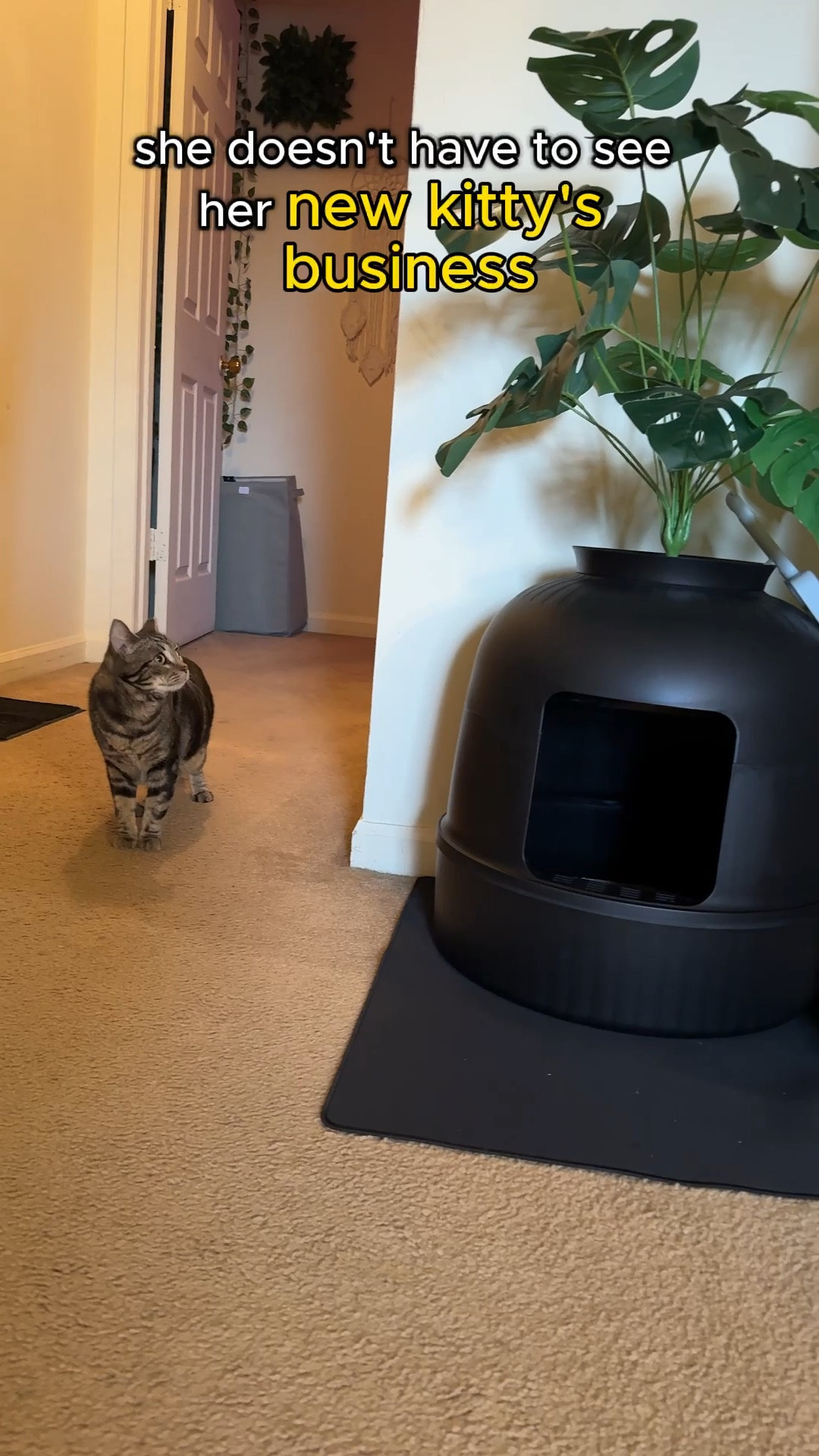 Hidden, Secret, Faux Plant, Cat Litter Box

#LTKWatchNow #LTKFindsUnder100 #LTKHome
