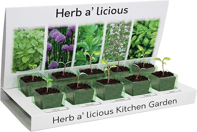 Pronto Seed Grow Your Own Herbs Kit with 5 Seeds Varieties - Indoor Growing Set - Mint, Chives, P... | Amazon (UK)
