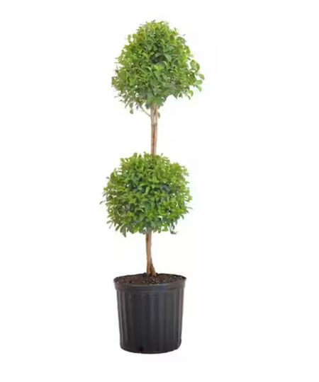 3 to 4 feet tall live topiary trees!!! Perfect to add a formal look to your entryway or garden! 

#LTKhome #LTKSeasonal #LTKstyletip