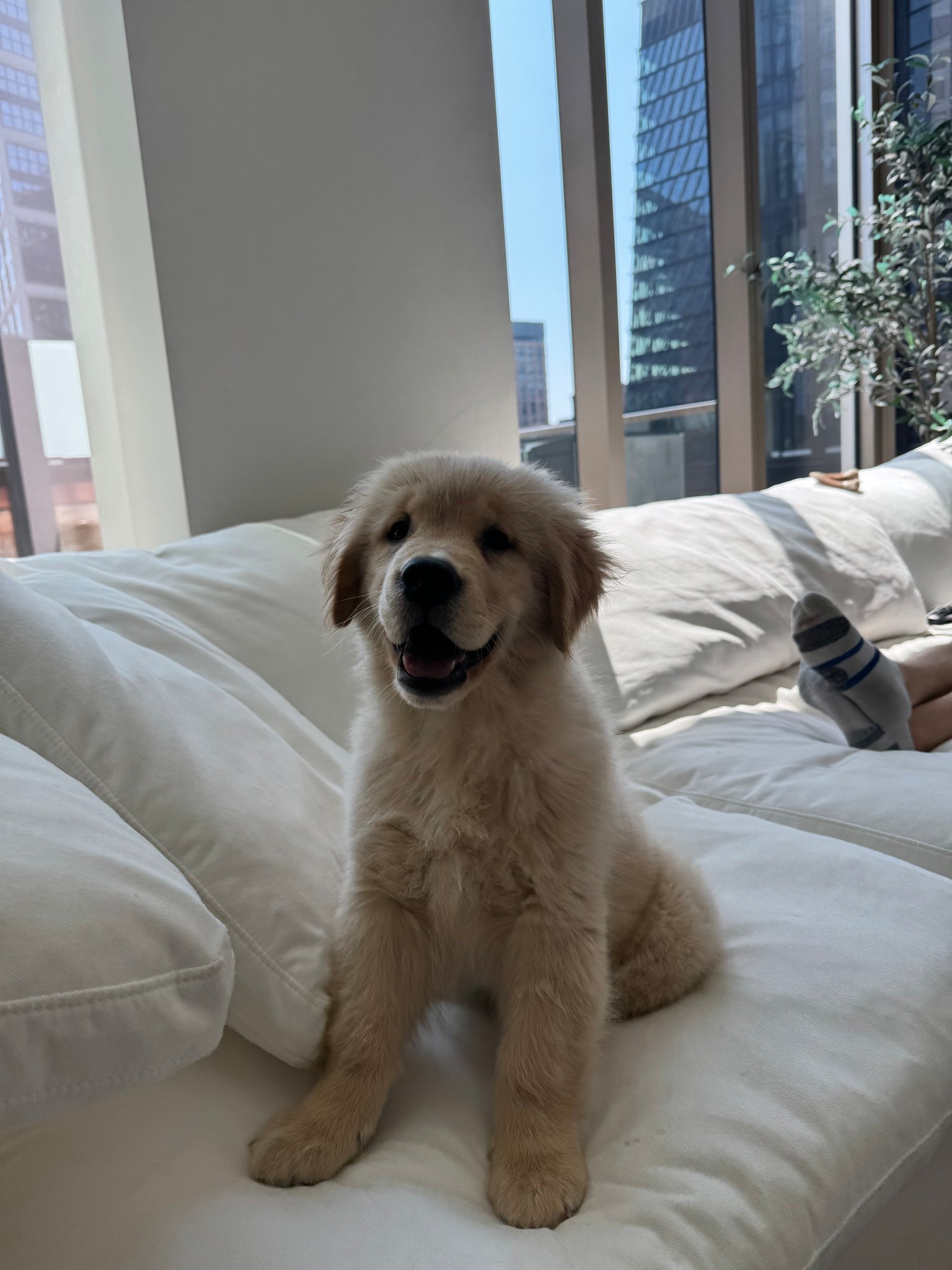 puppy recommendations!!