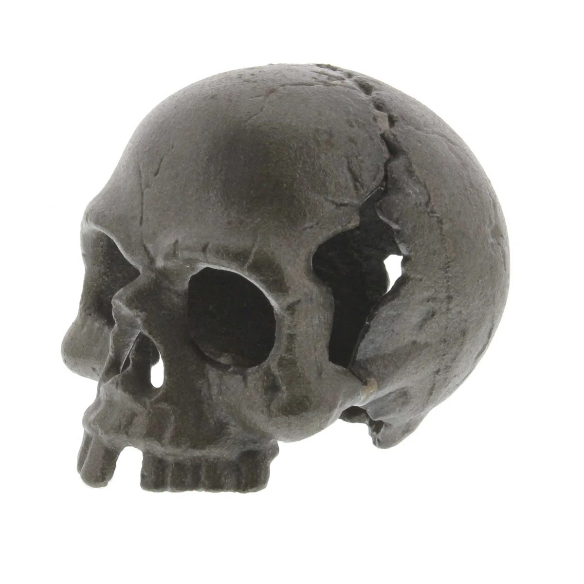 Samara Fantasy & Sci-Fi Skull | Wayfair North America