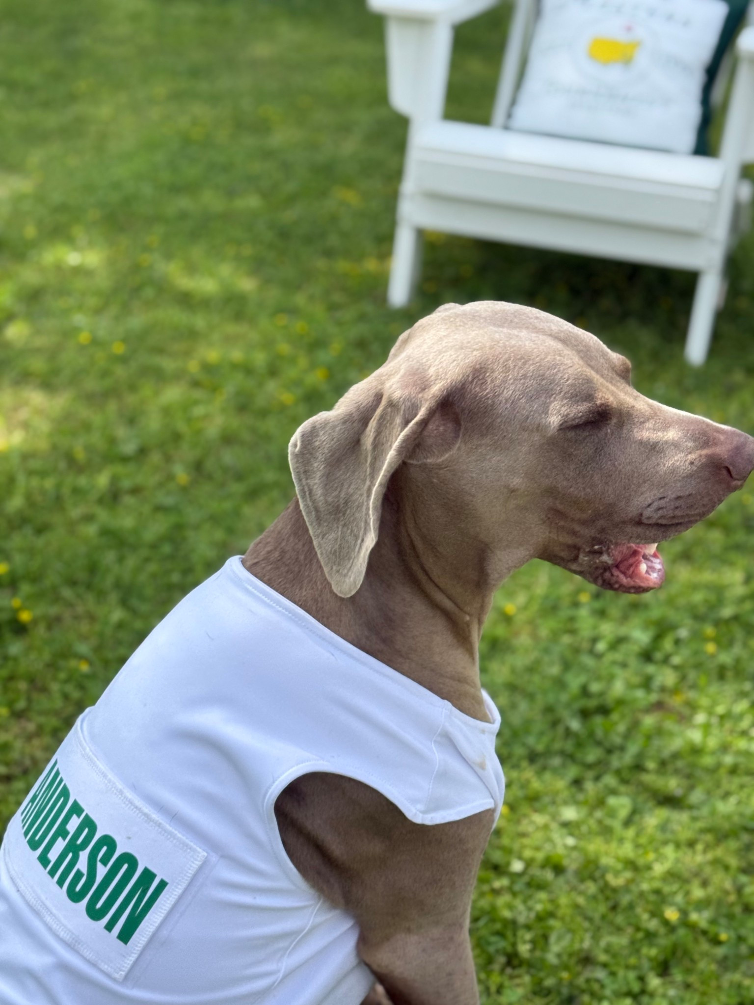Masters golf tournament caddie outfit for dogs! We bought this for my dog Griffey last year in honor of my brother. My dad suggested we customize it with Jeff’s whole name, and I’m so glad we did. It’s perfect!! 💚⛳️

#LTKMens #LTKSeasonal #LTKstorytime