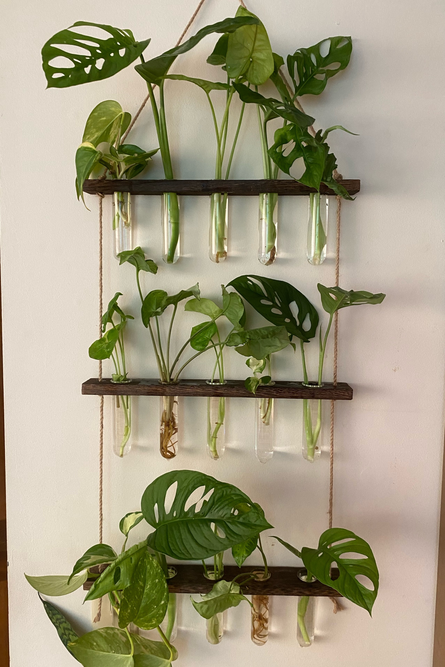 How I grow tons of plants - propagation! If you’re a plant parent - or want to be - then this is for you! It’s so easy to use and makes growing new plants a dream! Plus, it’s under $40! #houseplants #gardening #plants #plantpropogation

#LTKhome #LTKunder50 #LTKFind