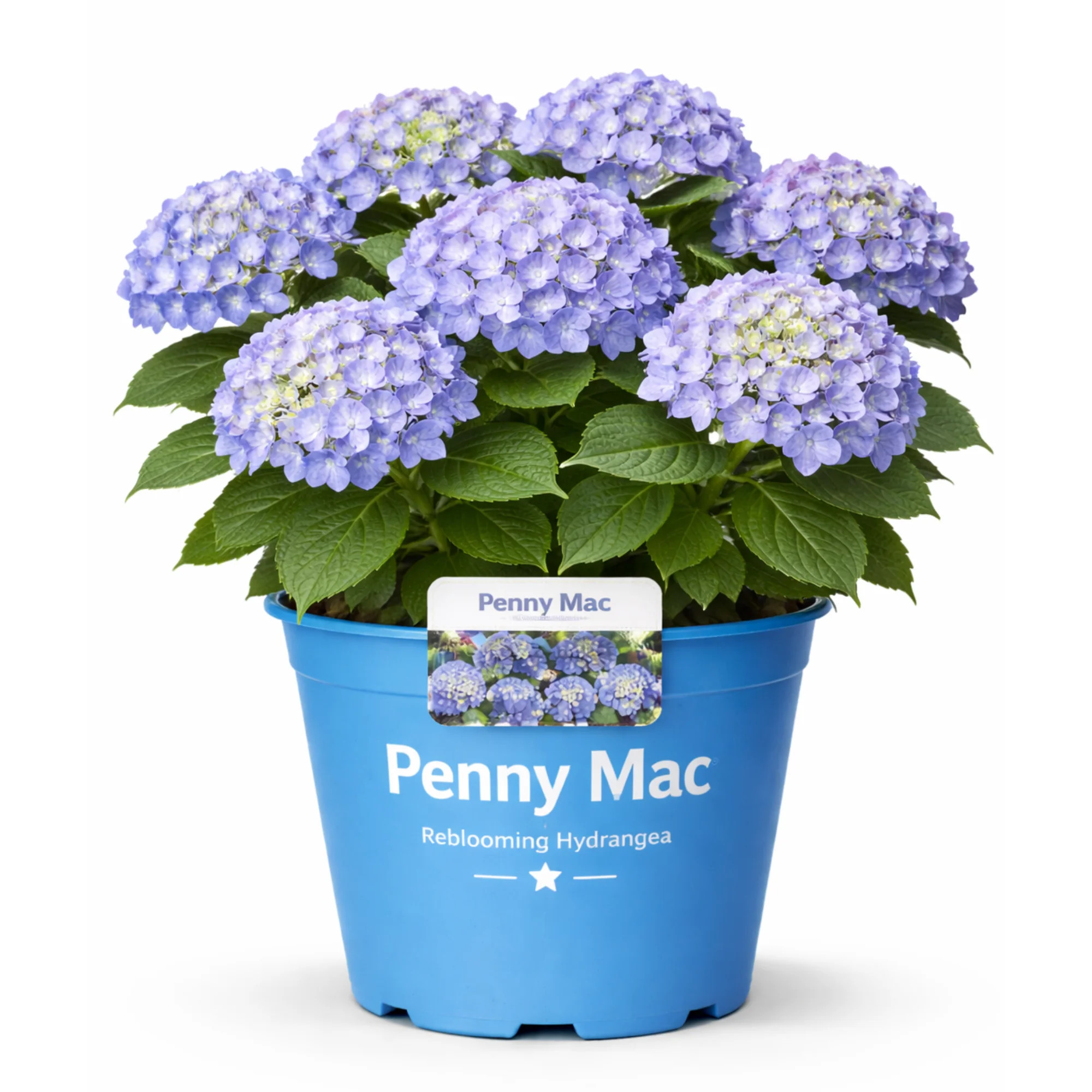 Penny Mac Hydrangea \u2013 Reblooming Blue & Pink Flowering Shrub for Sun & Part Shade - Walmart.... | Walmart (US)