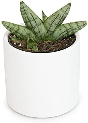 Boncel Dwarf Snake Plant in a White Ceramic Planter Pot, Sansevieria Cylindrica Dracaena Plant Su... | Amazon (US)