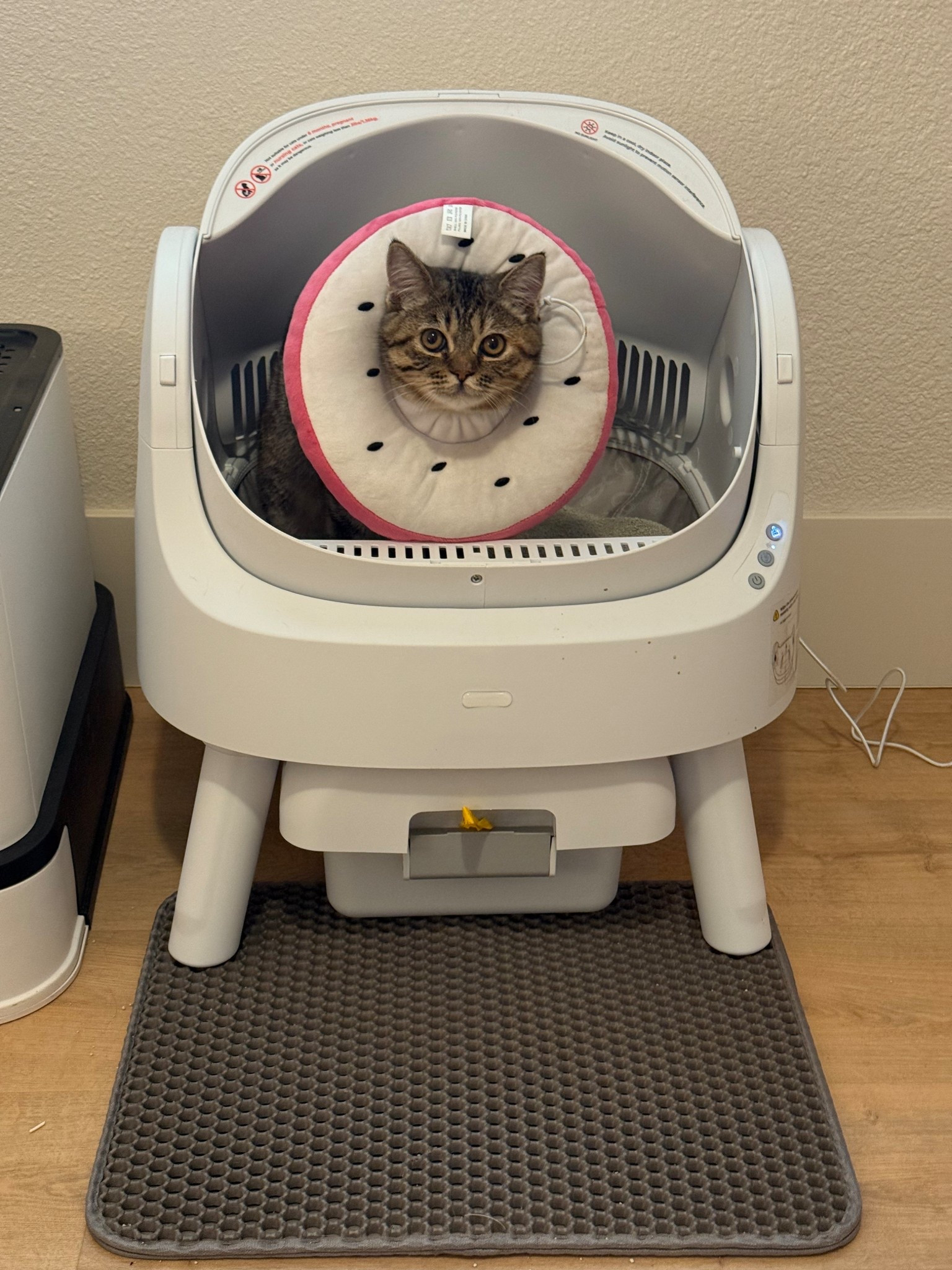 Cat litter box recommendations!