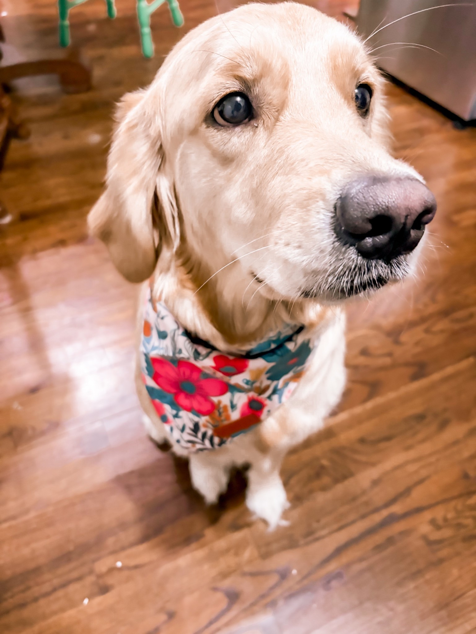 Cutie bandana set for Sophie baby 🤎🌸🐾 SO pretty & perfect for spring! 

Dog mom / golden retriever / amazon finds / florals / pet essentials 

#LTKFindsUnder50 #LTKSeasonal #LTKPets