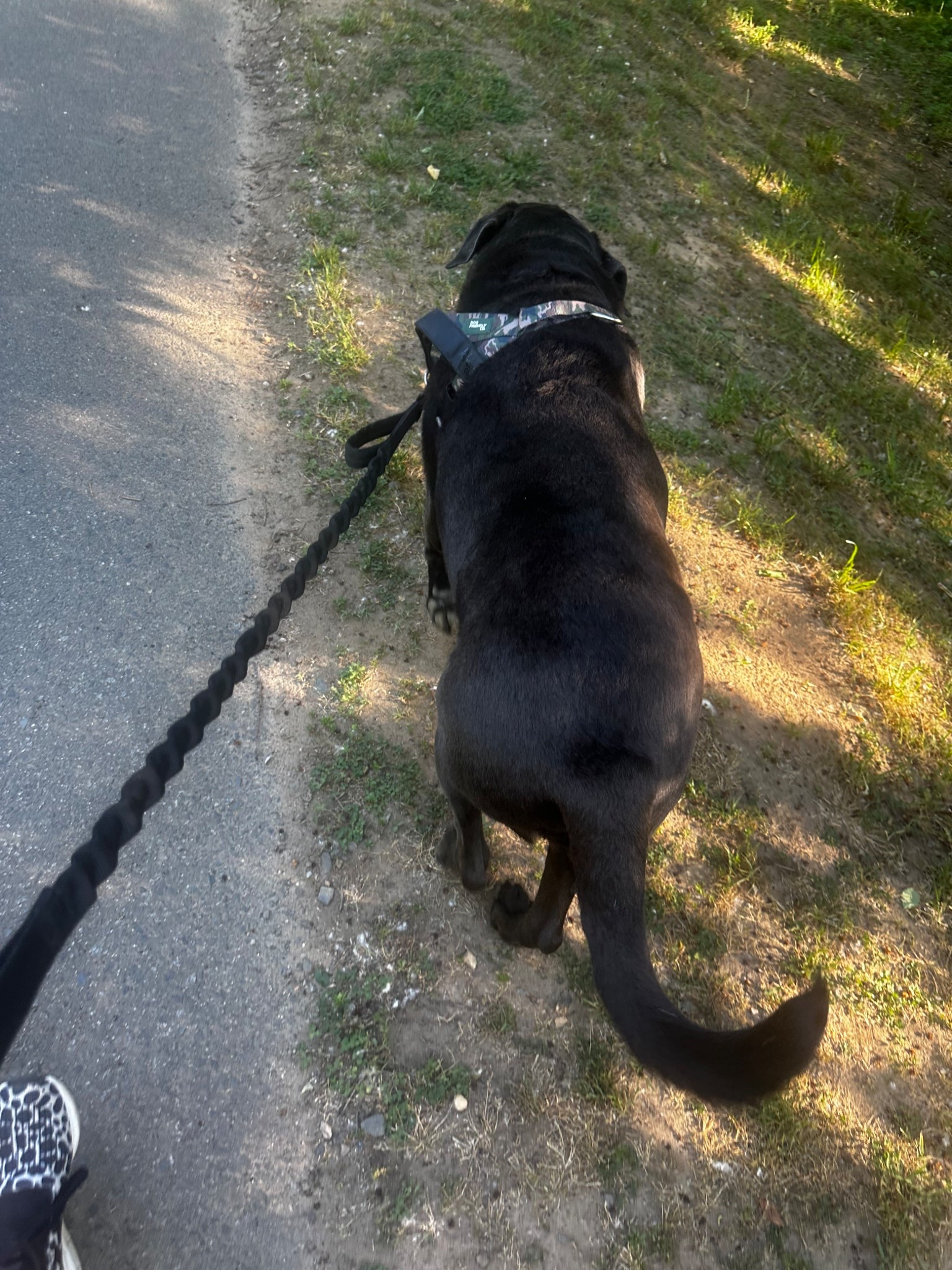 He’s harness and leash 

#dogs #pets

#LTKdayinmylife #LTKActive