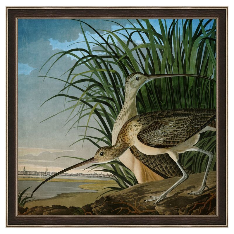 John James Audubon, Curlew | One Kings Lane