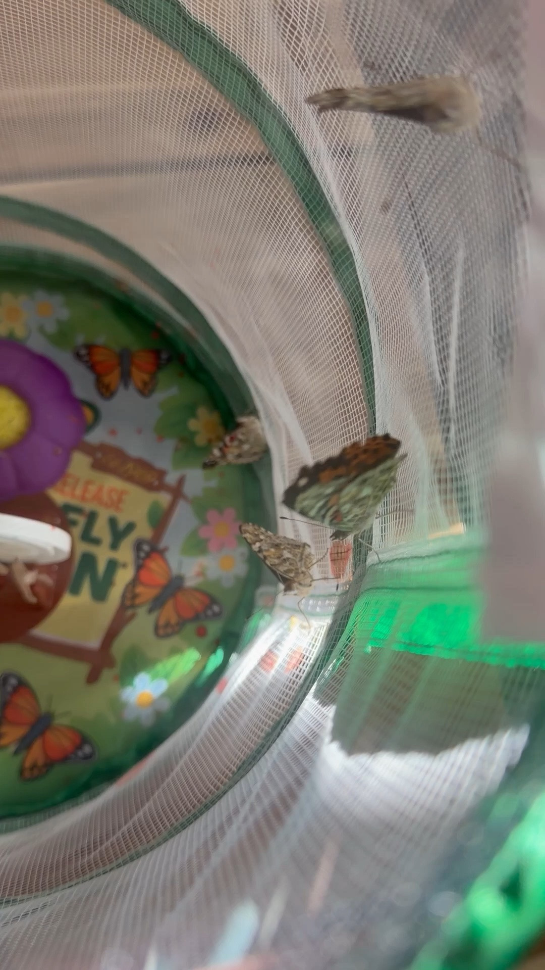 Best summer project to date! The kids and us parents loved doing this from the beginning of summer! We just released our butterflies too! 🦋🦋

#LTKmomlife #LTKKids #LTKHome