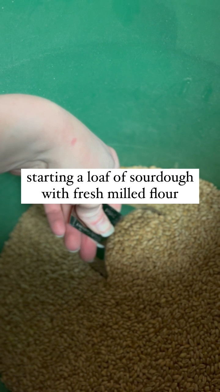 incorporating fresh milled flour into my sourdough loaves! this time i did 35% fresh milled flour and 65% organic bread flour. 

NutriMill grain mills and mixers are still $100 off for black friday and my affiliate code GRACEKRAEM20 will save you an ADDITIONAL $20 on top of that amazing sale price 

fresh milled flour, grain mill, bosch mixer, stand mixer, homemade bread, sourdough, kitchen christmas gifts, gifts for bakers



#LTKSaleAlert #LTKWatchNow #LTKHome