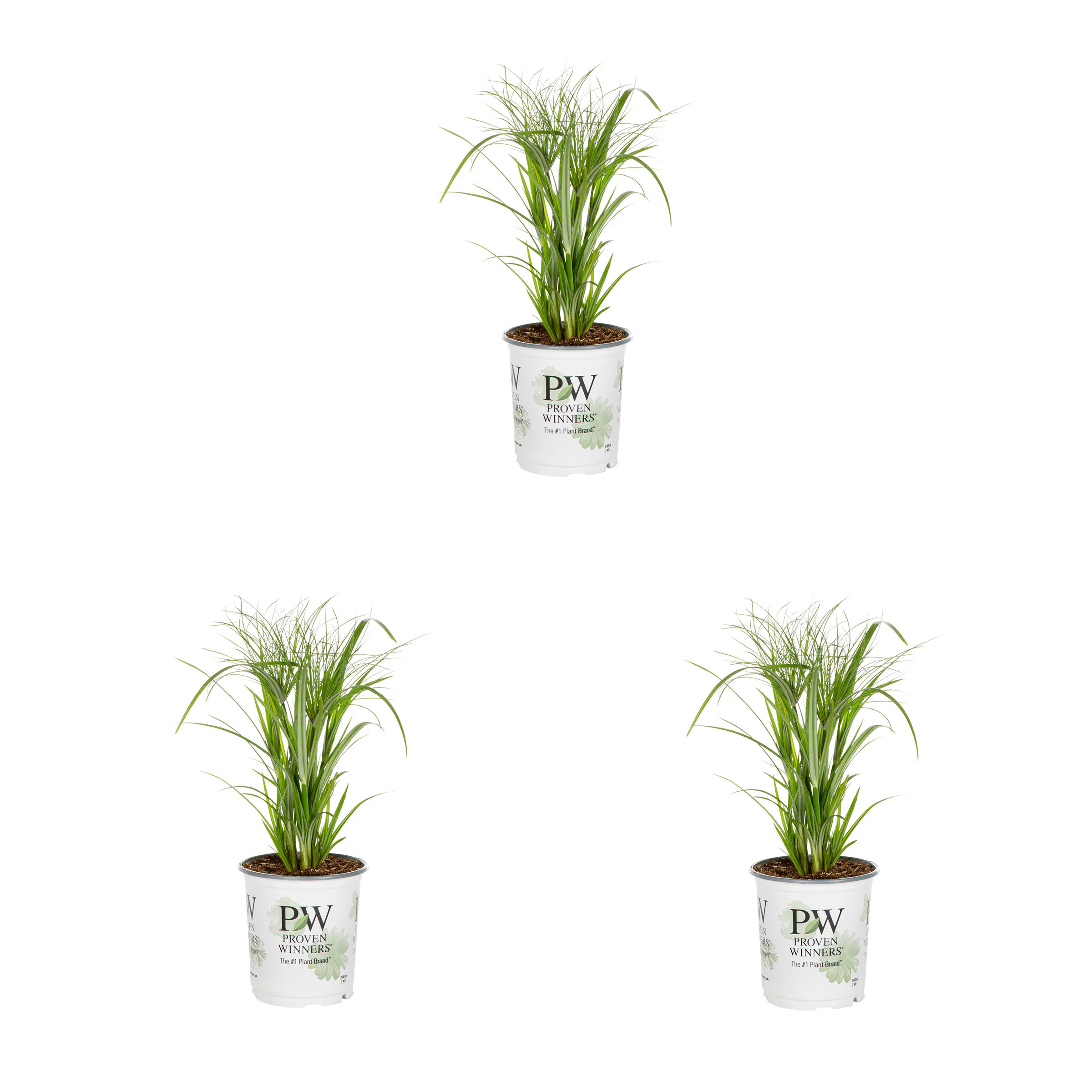 Proven Winners 2 Quart(s) Papyrus Prince Tut Grass 3 -Pack - Low Maintenance | 79195 | Lowe's