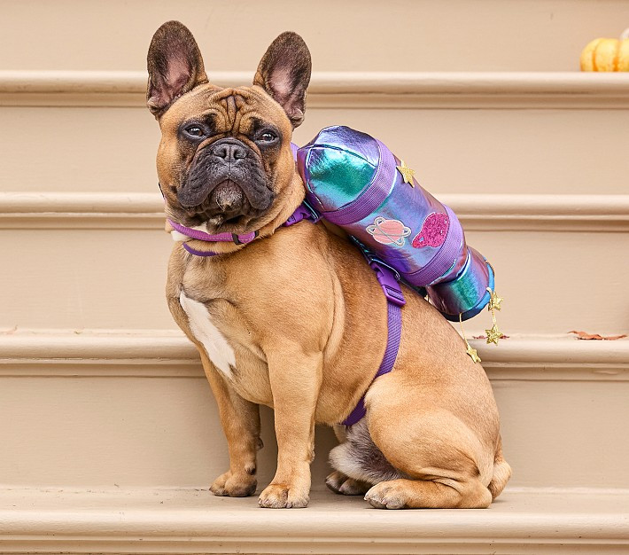 Cosmic Astronaut Pet Costume | Pottery Barn Kids
