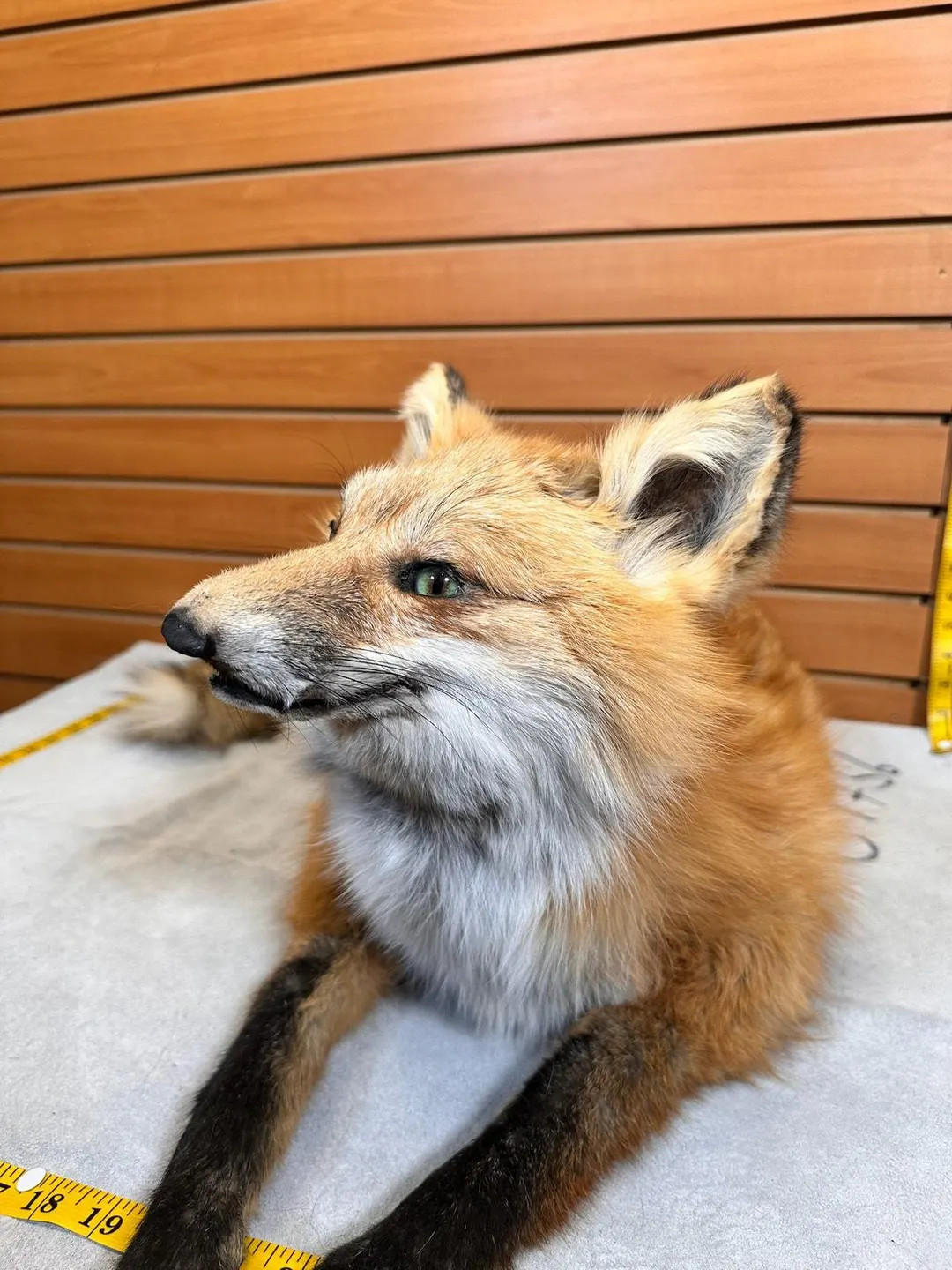 Fhfox13-red Fox Taxidermy Full Body Mount Prime Fur - Etsy | Etsy (US)