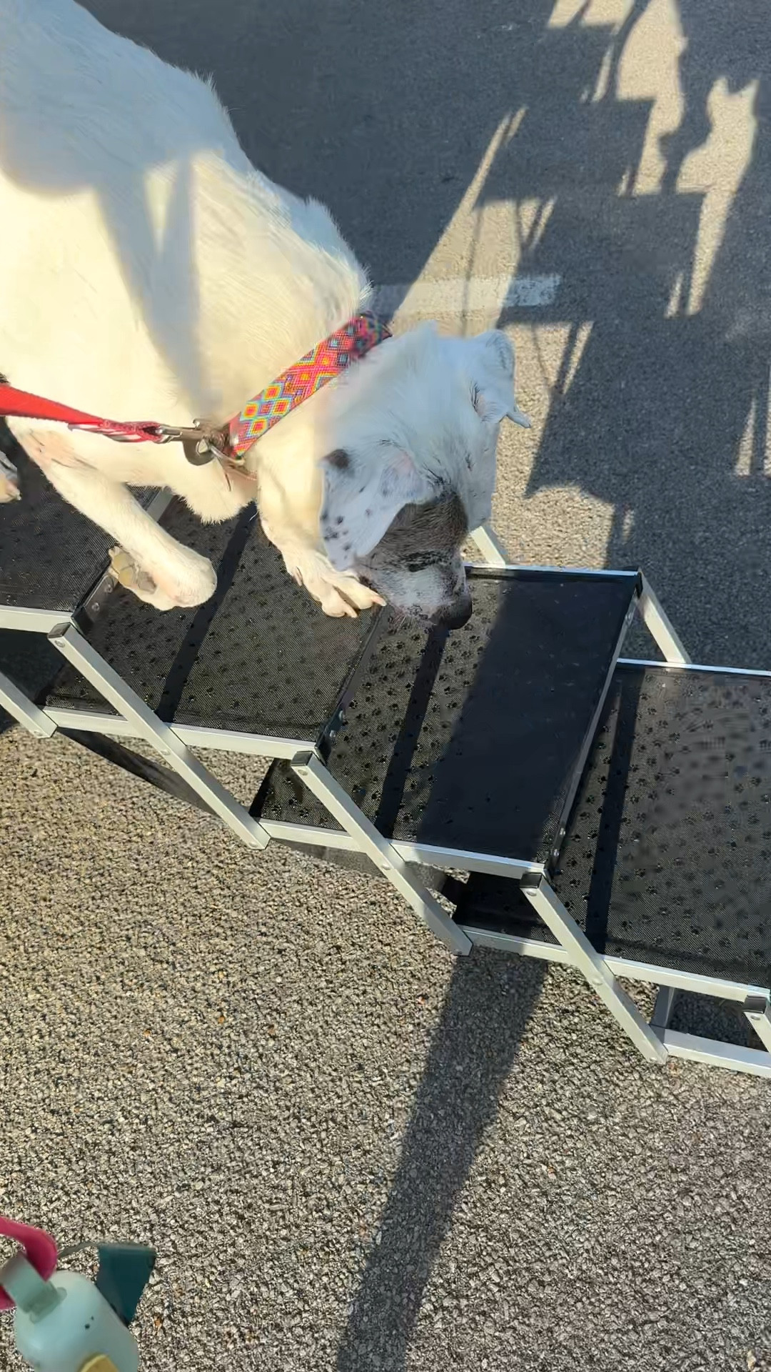 I ordered new dog stairs for Trooper and these dog stairs are better than the other stairs that I bought because they do fold up and take up less space in the back of the car. 

They also are less steep as the other ones and have two extra steps. I’ve used these for a week now to test them out, and I have switched over to using these versus our plastic three step stairs. I’m keeping the other set of stairs to use in the house if we need but really like these stairs that collapse and fold & take up a lot less space in the back of the car. 

They are sturdy, less steep and a couple extra stairs for Trooper. ￼

#dogmom

#LTKmomlife #LTKdayinmylife