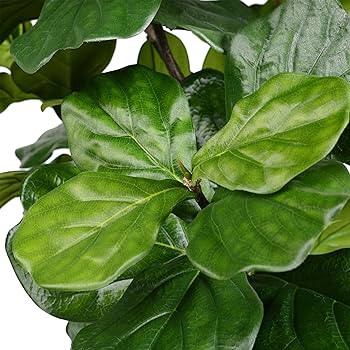 Vickerman 4ft Artificial Potted Fiddle Tree - 39 Large Fiddle Leaves - Tall - Green Silk Artifici... | Amazon (US)
