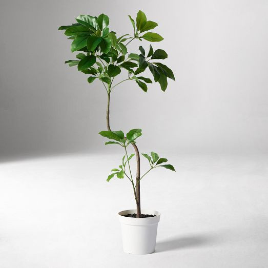 Faux Potted Tropical Tree | West Elm (US)