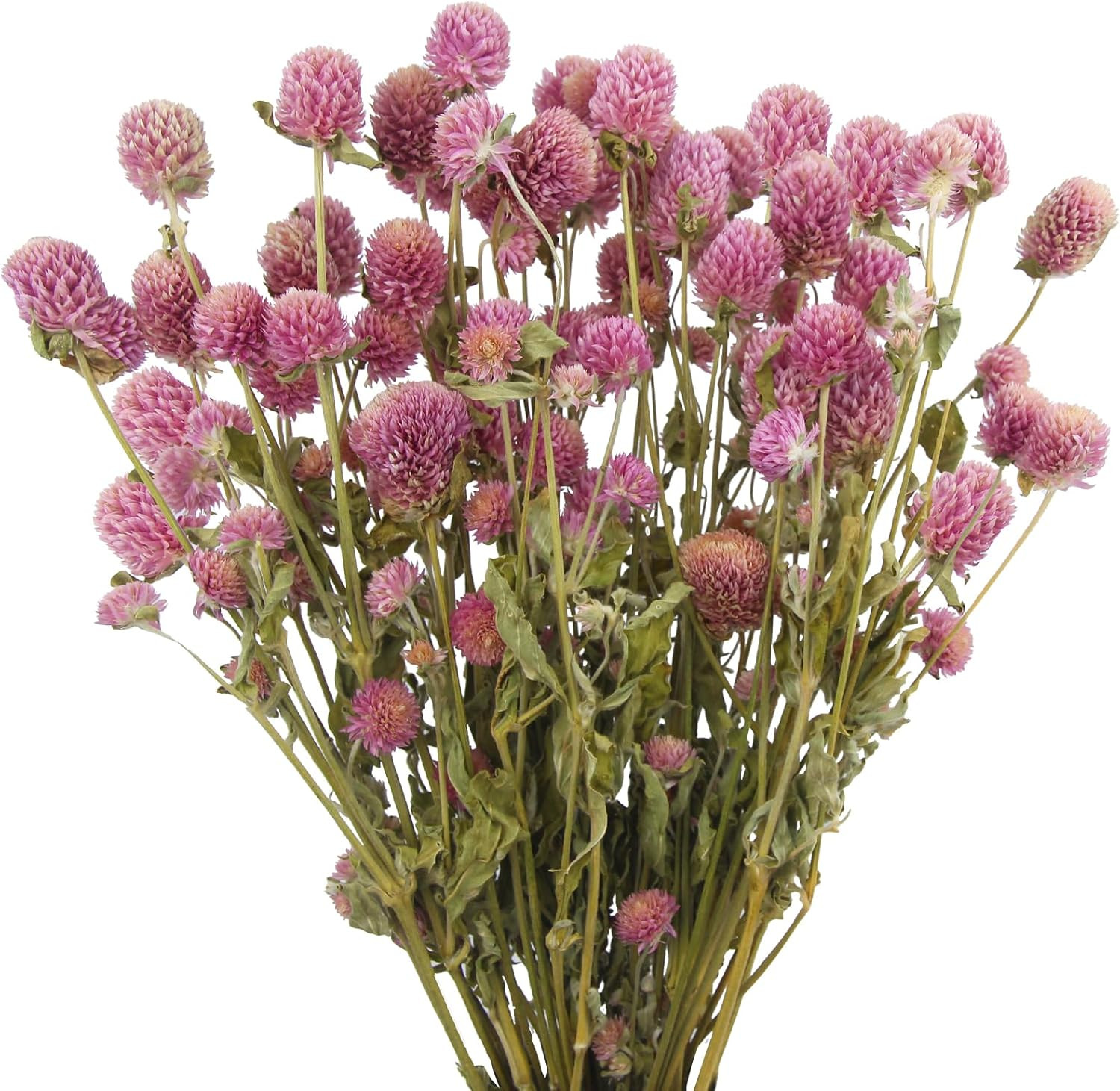 CISDUEO Dried Flower Pink Globe Amaranth Dried Flowers Bundles Natural Dried Flowers Bouquet for ... | Amazon (US)