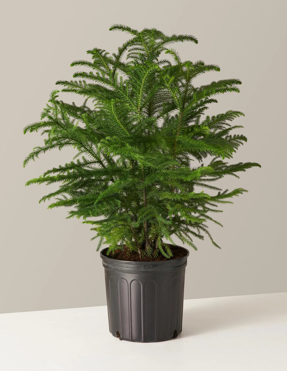 Large Norfolk Island Pine | The Sill