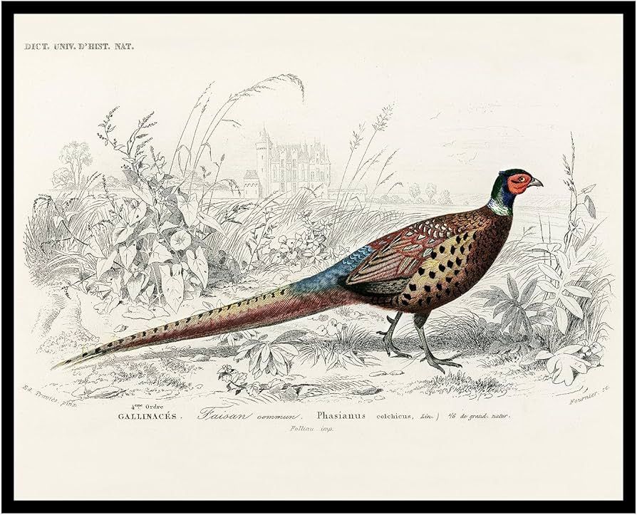 Poster Master Vintage Ring Necked Pheasant Poster - Retro Wildlife Print - Bird Wall Art - Gift f... | Amazon (US)