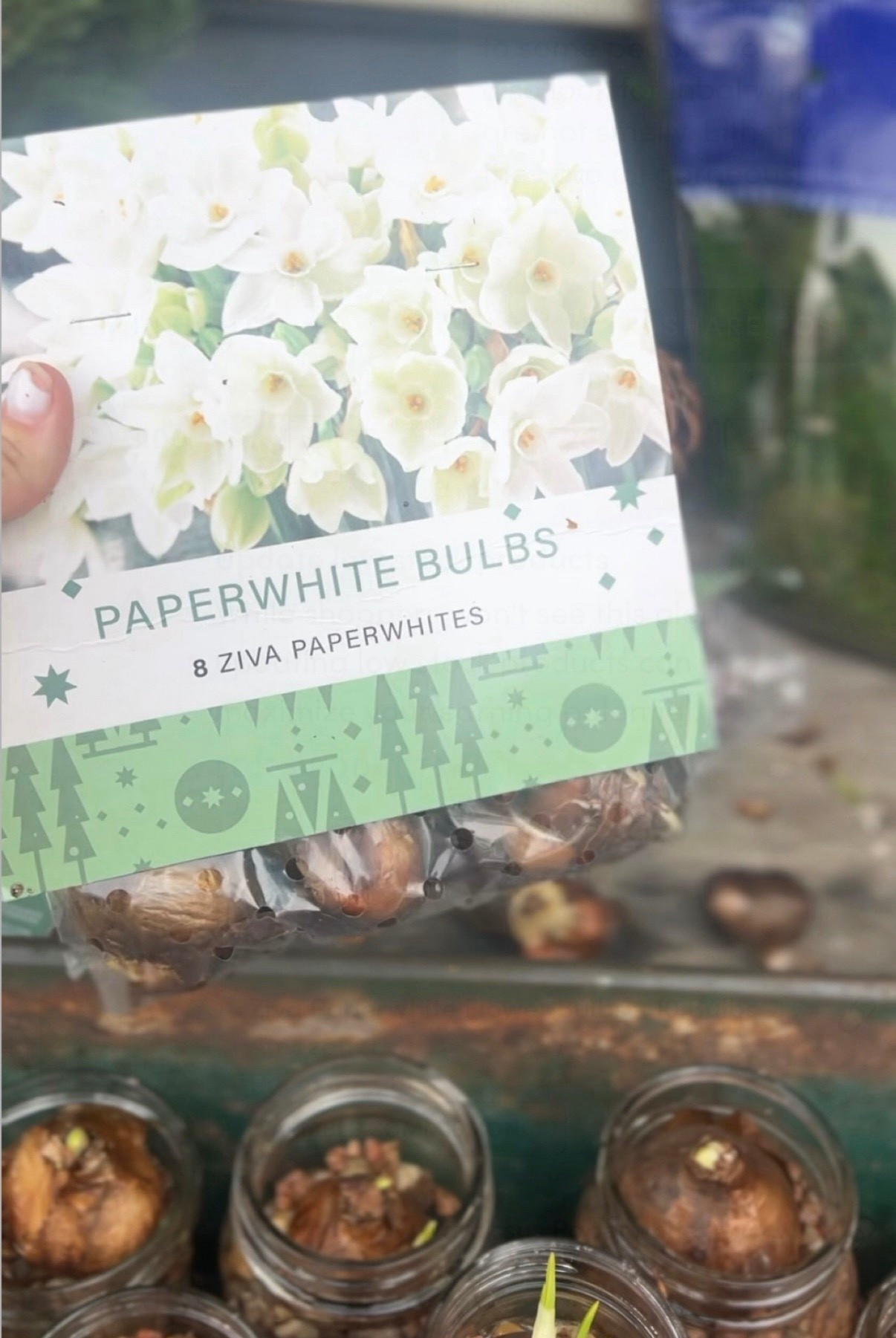 Paperwhite bulbs are here and I’m so excited to share them! I used the Ziva variety last year and some people say they can be a little strong in scent, so if you want something softer you can try Inbal instead. Both are absolutely gorgeous. I linked a few options below if you want to grow some too!

#LTKHoliday #LTKSeasonal #LTKHome

#LTKSeasonal #LTKHoliday #LTKdayinmylife