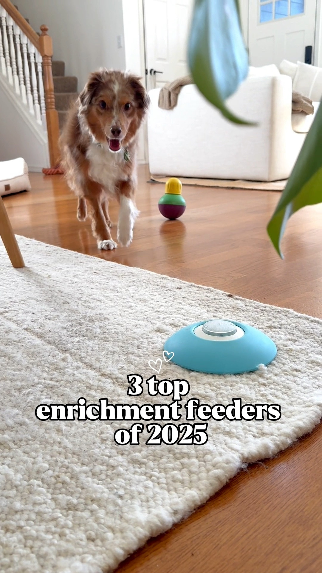 Most purchased enrichment toys in 2025!! ✨

Bob-a-lot toy is a size Small 