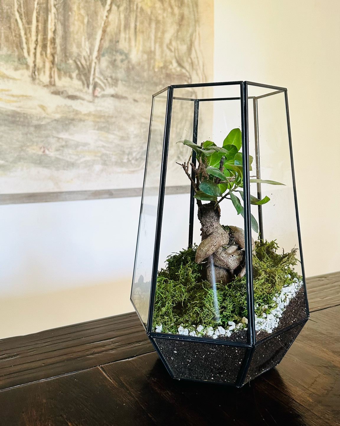 Bonsai terrarium 