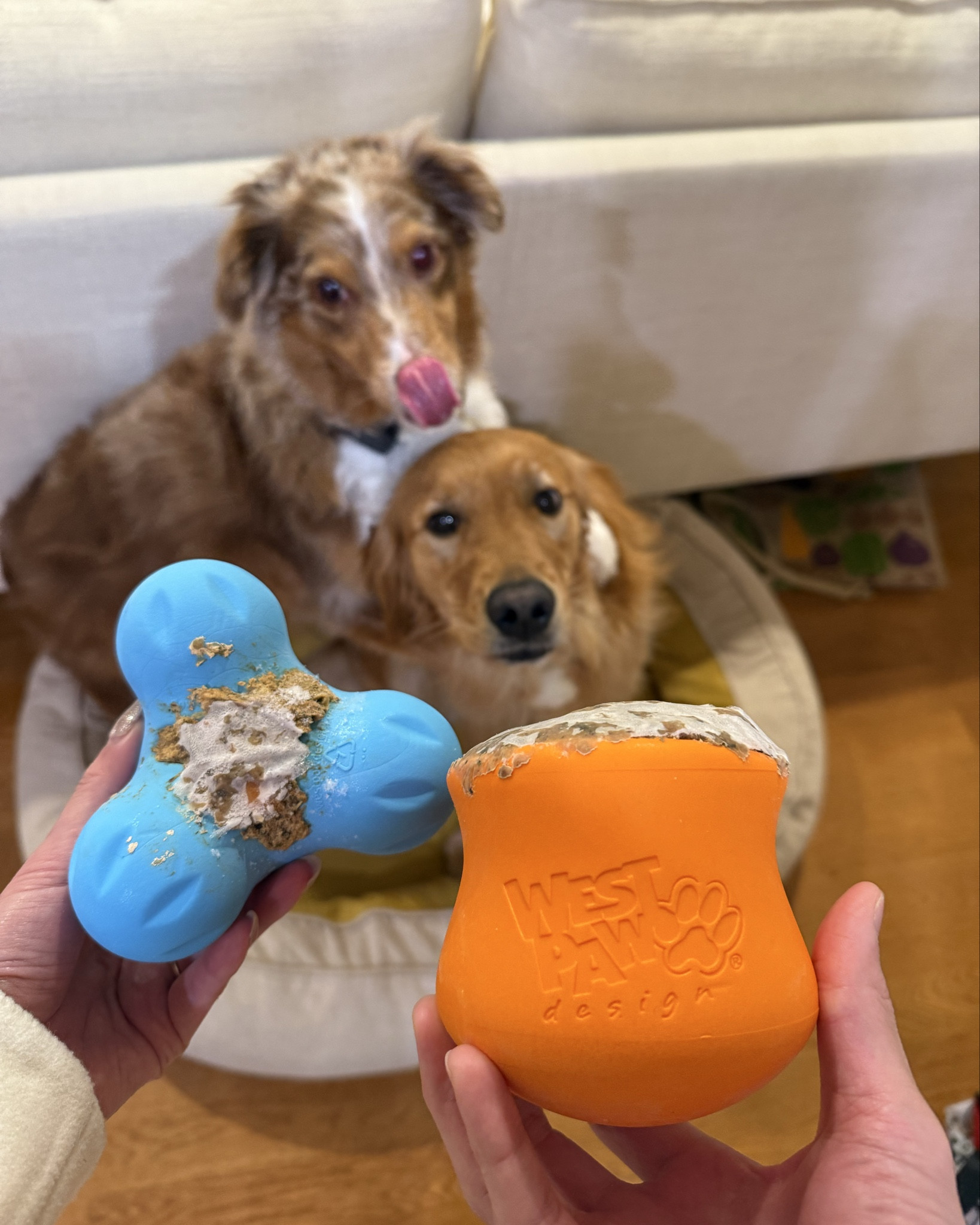 The best frozen enrichment to provide your dogs before you head on a date night! 🐶

Toys are stuffed with Open Farm’s Surf and Turf Gently Cooked Food + bone broth soaked kibble! 

Open farm discount code: AYCEARIA15