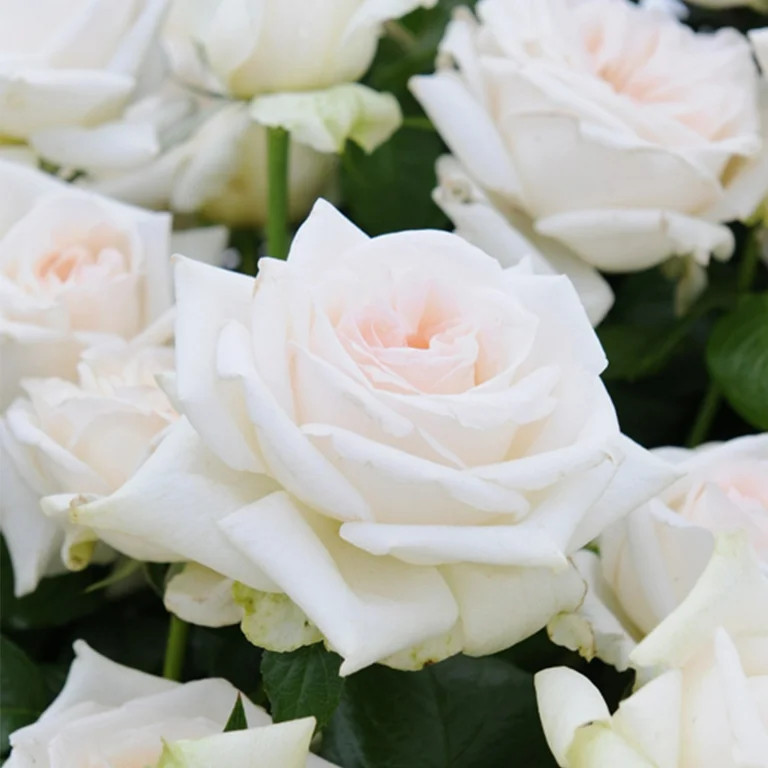Heirloom Roses White Hybrid Tea - Free & Loyal Live Rose Plant - Hybrid Rose Bush | Walmart (US)