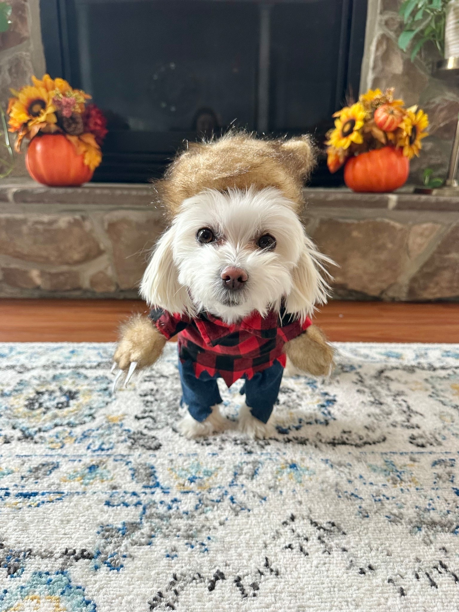 *little* bad wolf 



#LTKPets #LTKHalloween #LTKSeasonal