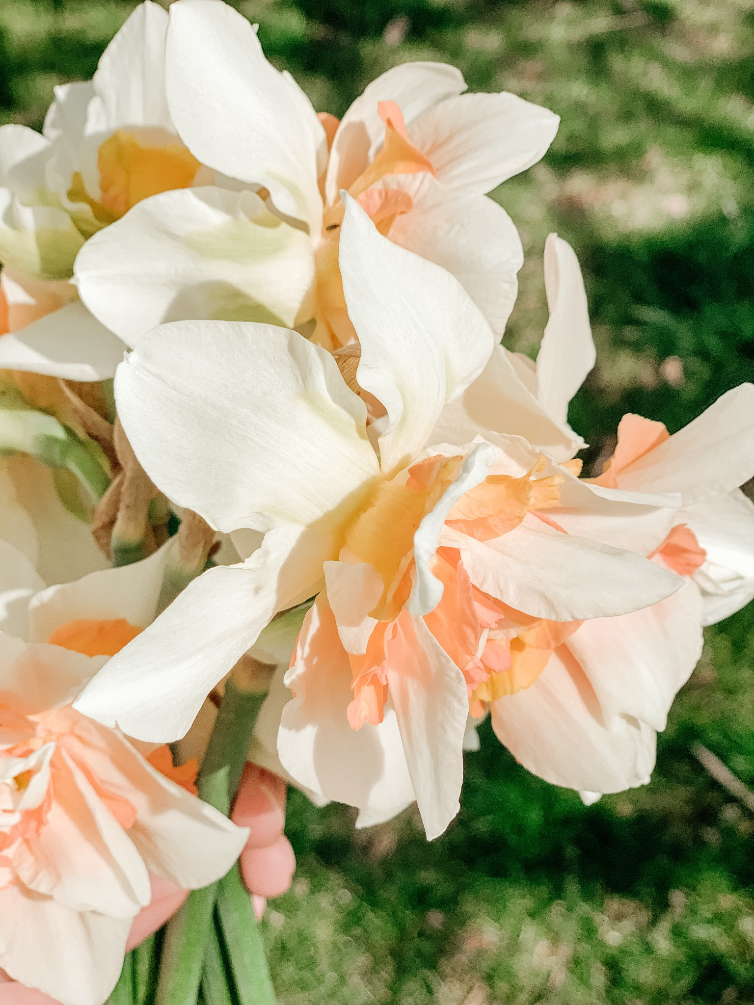 $3.25 daffodil bulbs! Plant this fall to enjoy in the spring.

#LTKSeasonal #LTKHome