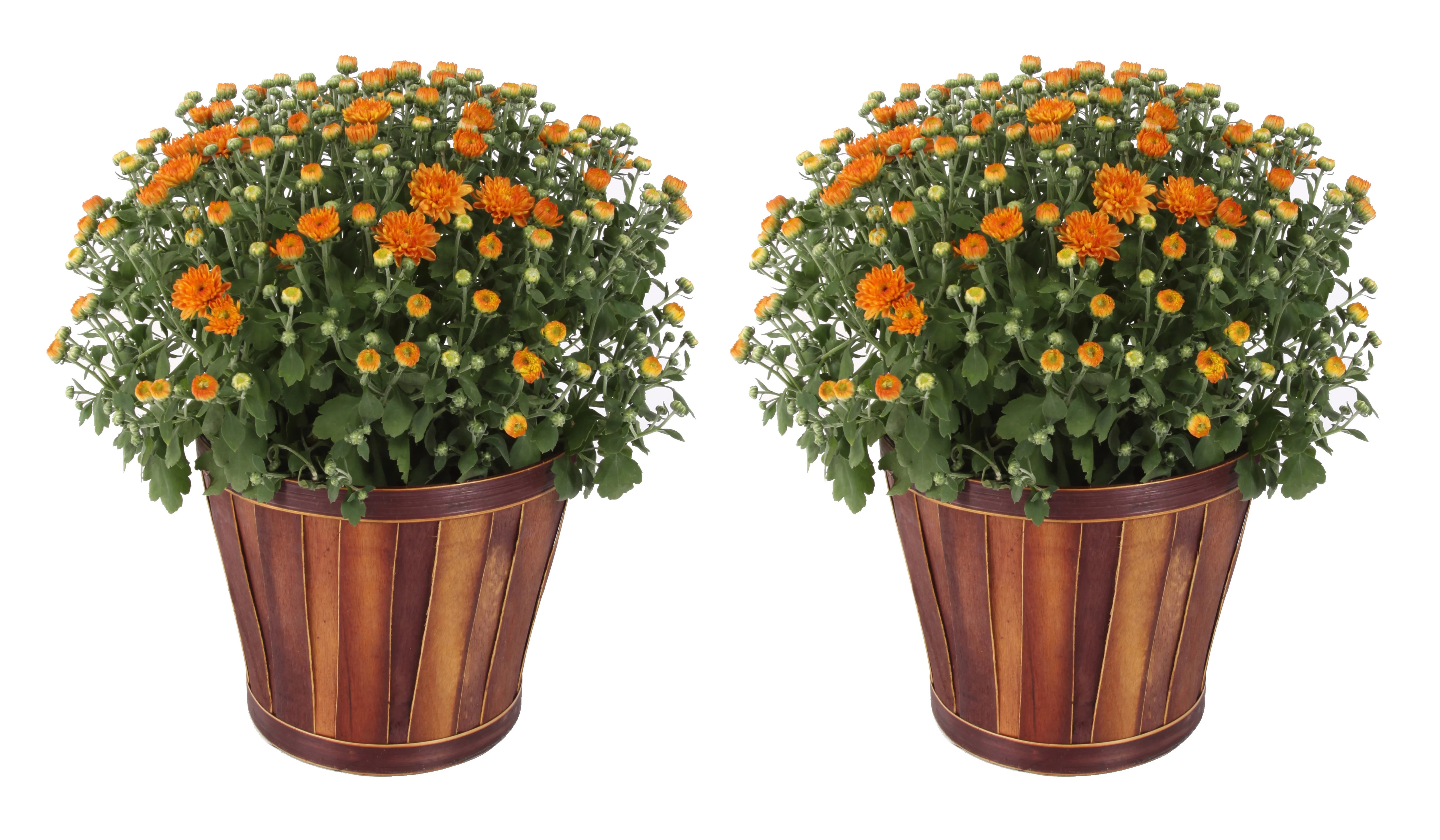 Delray Plants 3.0-QT Chrysanthemum ( Orange flowers) in Bushel Basket - Fall Harvest Mum - 2 pack... | Walmart (US)