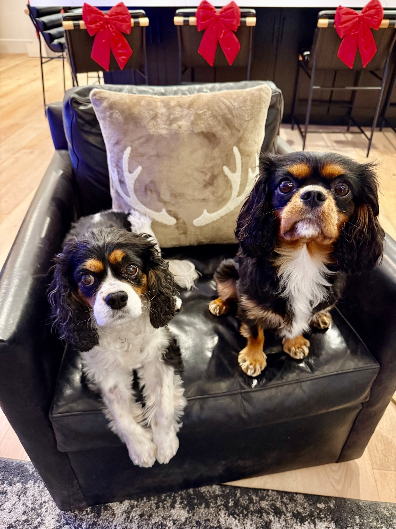 The girls are loving the new holiday antler pillow🤎🖤 this pillow is going to sell out so fast do not miss out! 

#LTKHome #LTKSeasonal #LTKHoliday